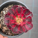 香奈儿法师 Aeonium Chanel MELBOURNE SYDNEY ADELAIDE QUEENSLAND CANBERRA VICTORIA NSW QUEENSLAND SOUTH AUSTRALIA ACT SUCCULENT 多肉 墨尔本 维多利亚 澳洲 澳大利亚 悉尼 新南威尔士 阿德莱德 南澳 昆士兰 布里斯本 黄金海岸 多肉植物 堪培拉