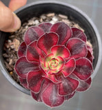 Aeonium Chanel