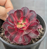 Aeonium Chanel