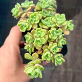 Aichryson bethencourtianum