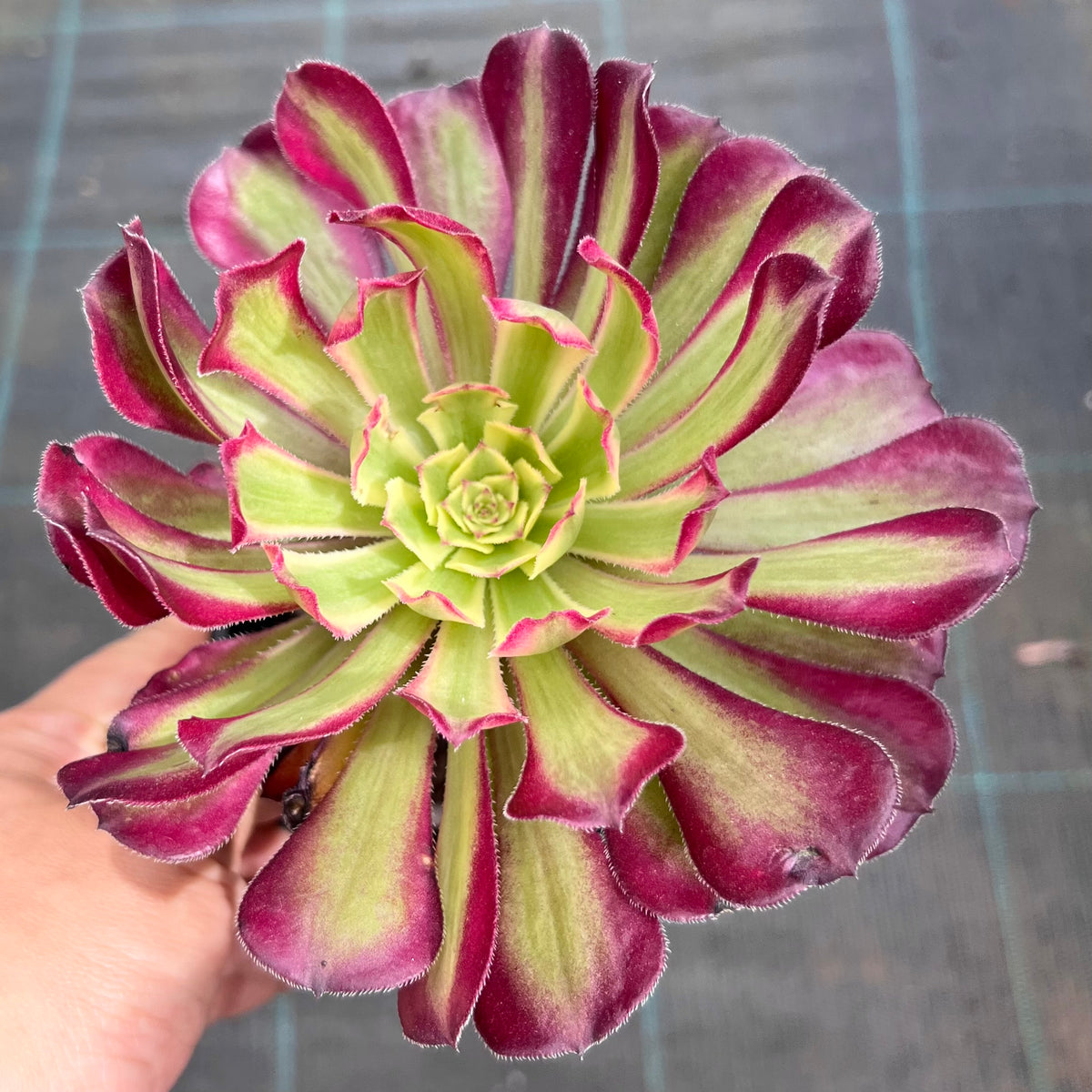 Aeonium Venus Var. (维纳斯锦)- Rare Imported Succulent | orders 4 Inches