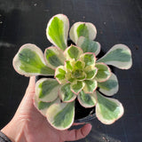 MELBOURNE SYDNEY ADELAIDE QUEENSLAND CANBERRA VICTORIA NSW QUEENSLAND SOUTH AUSTRALIA ACT SUCCULENT 多肉 墨尔本 维多利亚 澳洲 澳大利亚 悉尼 新南威尔士 阿德莱德 南澳 昆士兰 布里斯本 黄金海岸 多肉植物 堪培拉 Aeonium Zeus 君美丽法师