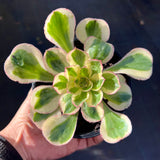 Aeonium Zeus