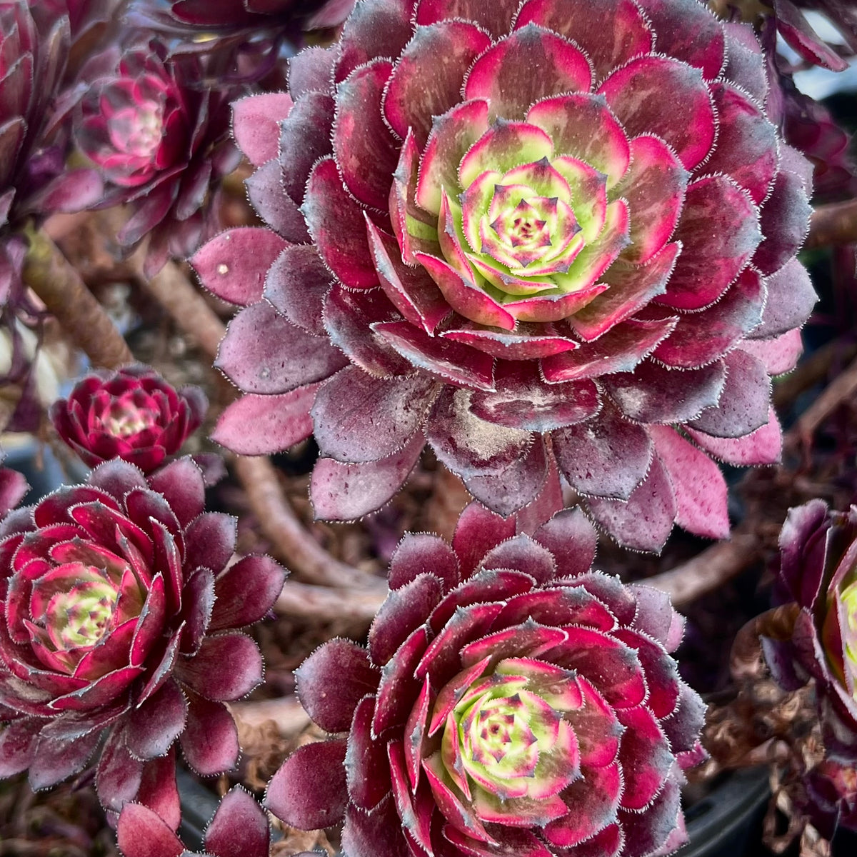 Aeonium Zixia Fairy – RNT SUCCULENTS