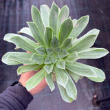 Aeonium 'Taeyang' silk variegate