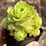 Aeonium aureum 'green rose buds'