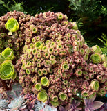 Aeonium blushing beauty crest