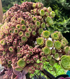 Aeonium blushing beauty crest