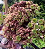 Aeonium blushing beauty crest