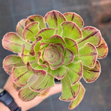 Aeonium chocolate line