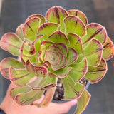 巧克力线法师 Aeonium chocolate line / Aeonium arboreum 'Madara' MELBOURNE SYDNEY ADELAIDE QUEENSLAND CANBERRA VICTORIA NSW QUEENSLAND SOUTH AUSTRALIA ACT SUCCULENT 多肉 墨尔本 维多利亚 澳洲 澳大利亚 悉尼 新南威尔士 阿德莱德 南澳 昆士兰 布里斯本 黄金海岸 多肉植物 堪培拉