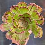 Aeonium chocolate line