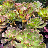 Aeonium chocolate line