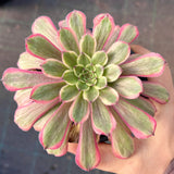 MELBOURNE SYDNEY ADELAIDE QUEENSLAND CANBERRA VICTORIA NSW QUEENSLAND SOUTH AUSTRALIA ACT SUCCULENT 多肉 墨尔本 维多利亚 澳洲 澳大利亚 悉尼 新南威尔士 阿德莱德 南澳 昆士兰 布里斯本 黄金海岸 多肉植物 堪培拉 Aeonium Face Powder 粉扑法师