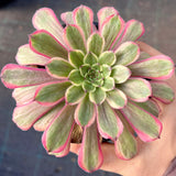 Aeonium Face Powder