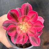 Aeonium 'pink witch'