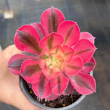 Aeonium 'pink witch'