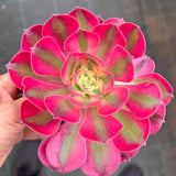 法师 粉女巫 Aeonium 'pink witch' MELBOURNE SYDNEY ADELAIDE QUEENSLAND CANBERRA VICTORIA NSW QUEENSLAND SOUTH AUSTRALIA ACT SUCCULENT 多肉 墨尔本 维多利亚 澳洲 澳大利亚 悉尼 新南威尔士 阿德莱德 南澳 昆士兰 布里斯本 黄金海岸 多肉植物 堪培拉