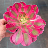 Aeonium 'pink witch'