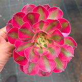 Aeonium 'pink witch'