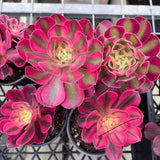 Aeonium 'pink witch'