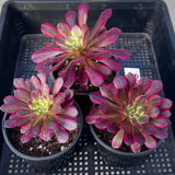 Aeonium Red Kingkong