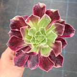 Aeonium 'Wedding Dress'