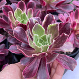 Aeonium 'Wedding Dress'