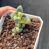 Corpuscularia lehmannii variegata