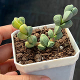 Corpuscularia lehmannii variegata
