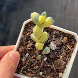 Corpuscularia lehmannii variegata