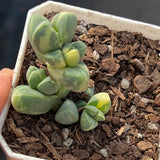Corpuscularia lehmannii variegata