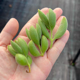 Cotyledon Kitten's paws - Cutting x 1