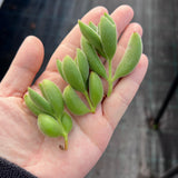 Cotyledon Kitten's paws - Cutting x 1