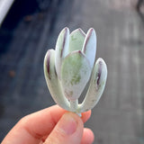 MELBOURNE SYDNEY ADELAIDE QUEENSLAND CANBERRA VICTORIA NSW QUEENSLAND SOUTH AUSTRALIA ACT SUCCULENT 多肉 墨尔本 维多利亚 澳洲 澳大利亚 悉尼 新南威尔士 阿德莱德 南澳 昆士兰 布里斯本 黄金海岸 多肉植物 堪培拉 Cotyledon orbiculata 豌豆福娘 砍头