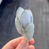 Cotyledon orbiculata cutting x 1