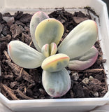 C. orbiculata cv. round leaf variegated