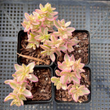 Crassula volkensii variegated