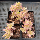 Crassula volkensii variegated