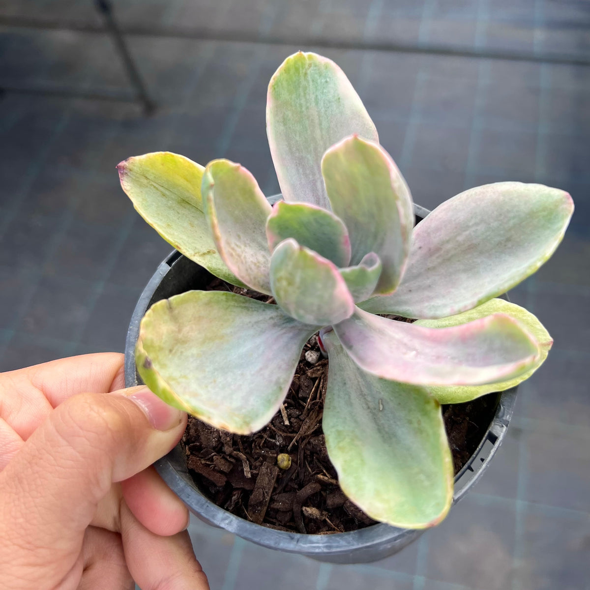 decora succulent Echeveria Decora – RNT SUCCULENTS