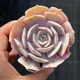 Echeveria Pollux