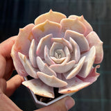 Echeveria Pollux