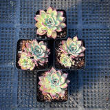 Echeveria Queen Margot
