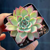 Echeveria Queen Margot