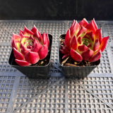 Echeveria Sara Bonnie