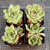 Echeveria Sara Bonnie