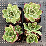 Echeveria Sara Bonnie