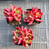 Echeveria Sara Bonnie