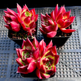 Echeveria Sara Bonnie