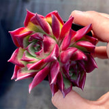 Echeveria Sara Bonnie